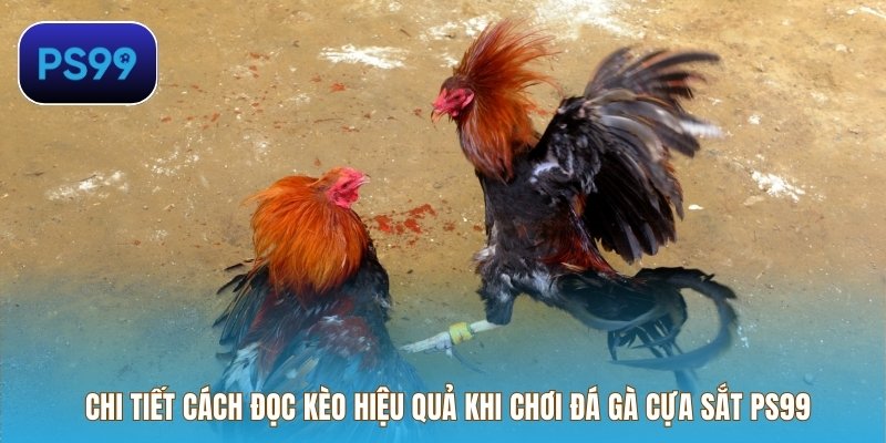 Chi tiết cách đọc kèo hiệu quả khi chơi đá gà cựa sắt PS99