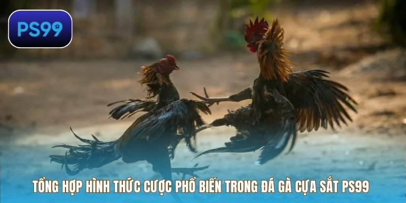 Tổng hợp hình thức cược phổ biến trong đá gà cựa sắt PS99